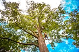 Salem, UT Tree Care Company